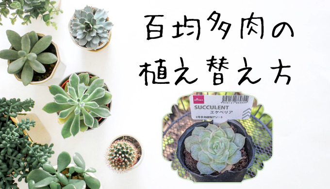 百均多肉の植え替え方