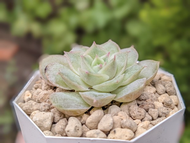植え替え 完了